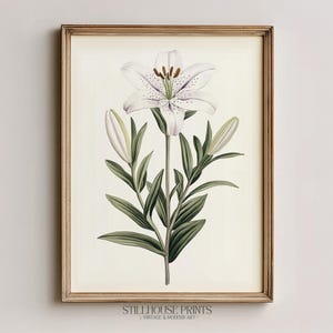 May include: A framed botanical print featuring a white lily with green leaves and buds. The flower has purple speckles and brown stamens. The print is in a gold-colored frame and has the text "STILLHOUSE PRINTS VINTAGE & MODERN ART" at the bottom.