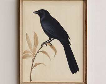 May include: A framed vintage print featuring a black crow perched on a branch with tan leaves. The crow is depicted in detail against a cream-colored background. The frame is a light brown color. The text "STILLHOUSE PRINTS VINTAGE & MODERN ART" is at the bottom.