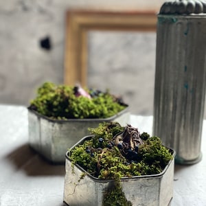Peut inclure: Deux pots hexagonaux en métal remplis de mousse verte et de petites baies foncées. Les pots sont posés sur une surface blanche.
