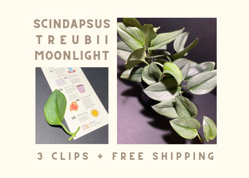 Scindapsus Treubii Moonlight Clipping Pothos Moonlight Etsy