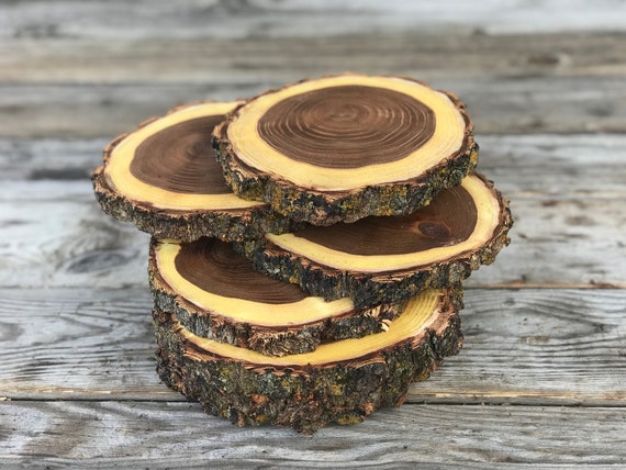 10 Elm Log (2-3in) Slice Wood coasters disk center piece Wedding party wooden rustic lumberjack party,live edge round, wild things are Il_570xn
