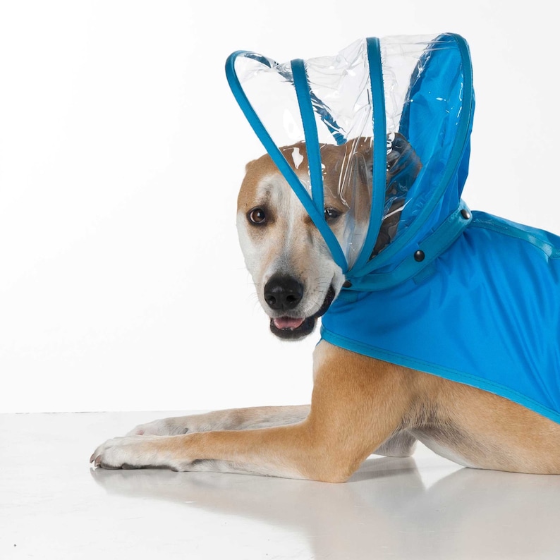 Dog Raincoat Light Blue Rainbow Line Etsy