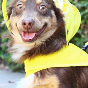 Dog Raincoat Yellow Rainbow Line image 3