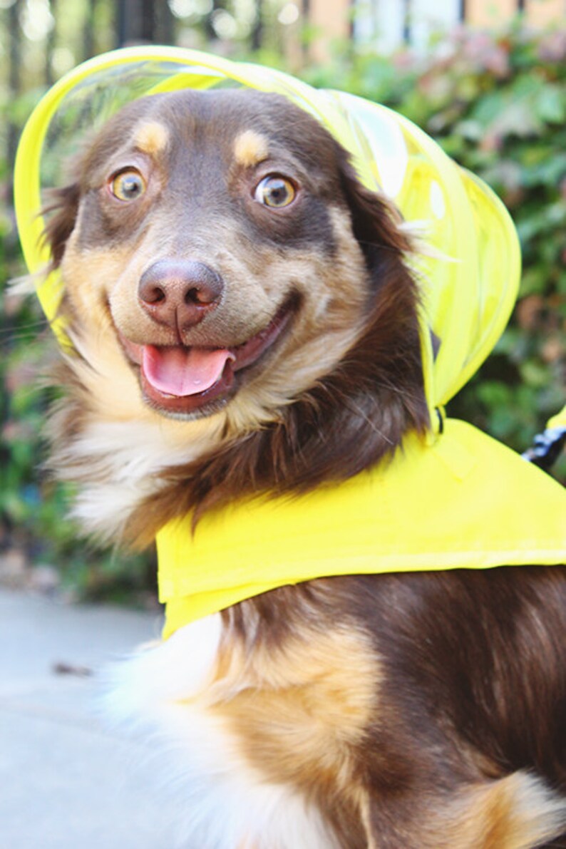 Dog Raincoat Yellow Rainbow Line image 3