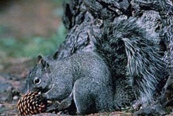 Ark Workshop Cedar Squirrel Chair Corn Feeder 2 Pack Special Etsy
