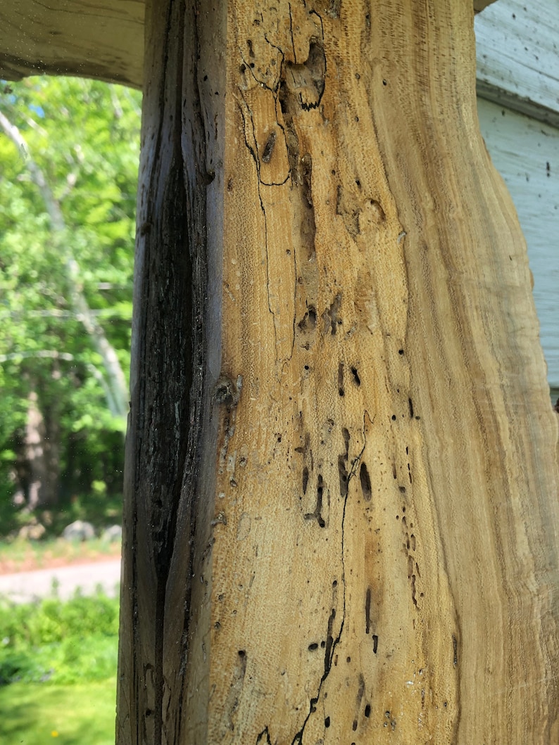Live Edge Wormy Spalted Maple Mirror With Shelf Super Rustic Etsy