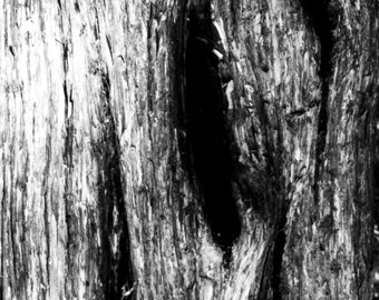 Sand Cedar - B&W Fine Art Photograph - Original Wall Art