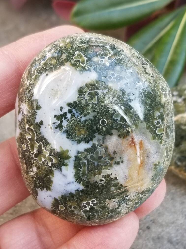 Large Ocean Jasper Palm Stone / Polished Ocean Jasper Palm