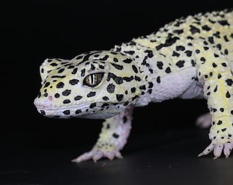 Leopard gecko poseable artdoll sculpture