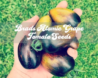 May include: Close-up of a hand holding four dark purple and green tomatoes. The tomatoes are labeled "Brads Atomic Grape Tomato Seeds".