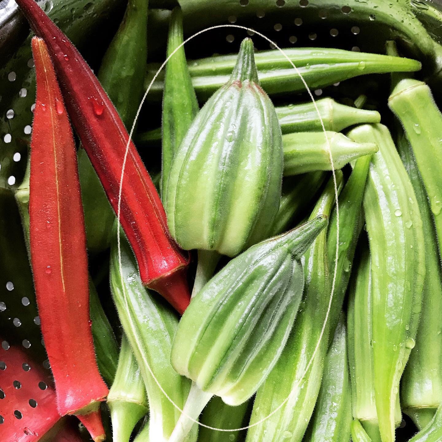 2022 Motherland Okra Seed Minimum of 20 Seeds Etsy