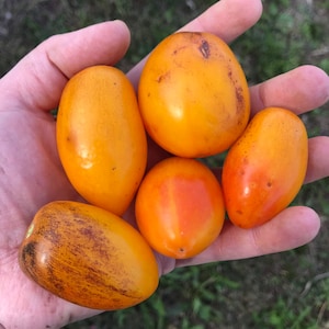 May include: Five yellow and orange tomatoes in a hand. The tomatoes are various shades of yellow and orange, with some having a slight reddish hue.