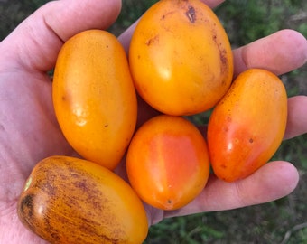 Atomic Sunset Grape Tomato Seeds from my 2023 Garden