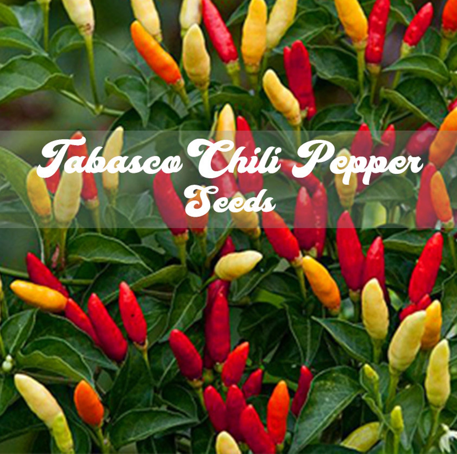 Tabasco Pepper Seeds Etsy