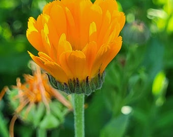 20+ Calendula Flower Seeds - Edible Ornamental Medicinal Cut Flower Heirloom Organic Natural Garden