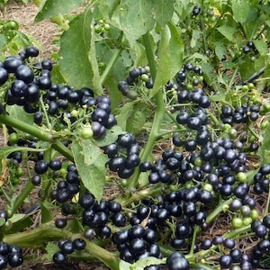 20+ Garden Huckleberry Seeds