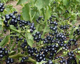 20+ Garden Huckleberry Seeds