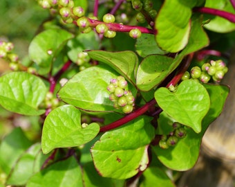 20+ Climbing Malabar Spinach Garden Seeds - Heat Tolerant Leafy Green Organic Grown