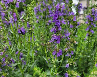 20+ Hyssop Garden Seeds from my 2025 Garden Medicinal