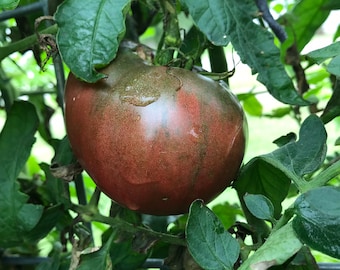 Black Krim Tomato Seeds from my 2025 Garden
