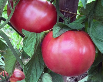 Pruden's Purple Heirloom Tomato Seeds from my 2025 garden