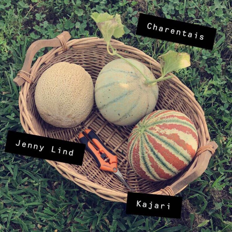 20 Kajari Melon Seeds From 2022 Garden Rare Indian Striped Etsy