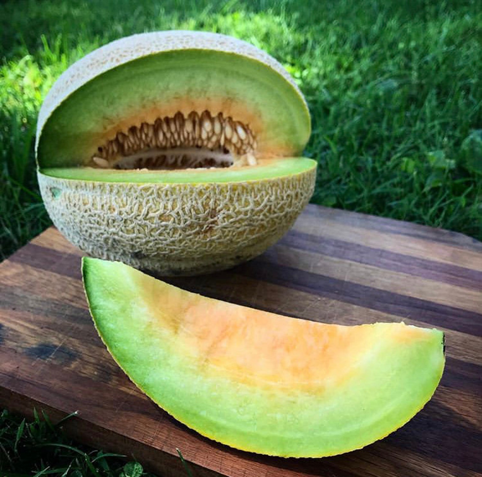 Jenny Lind Melon Seeds Etsy