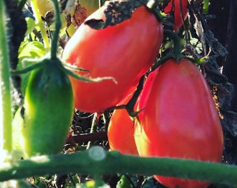 San Marzano Paste Tomato Seeds from my 2021 Garden