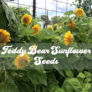 Teddy Bear Sunflower Seeds