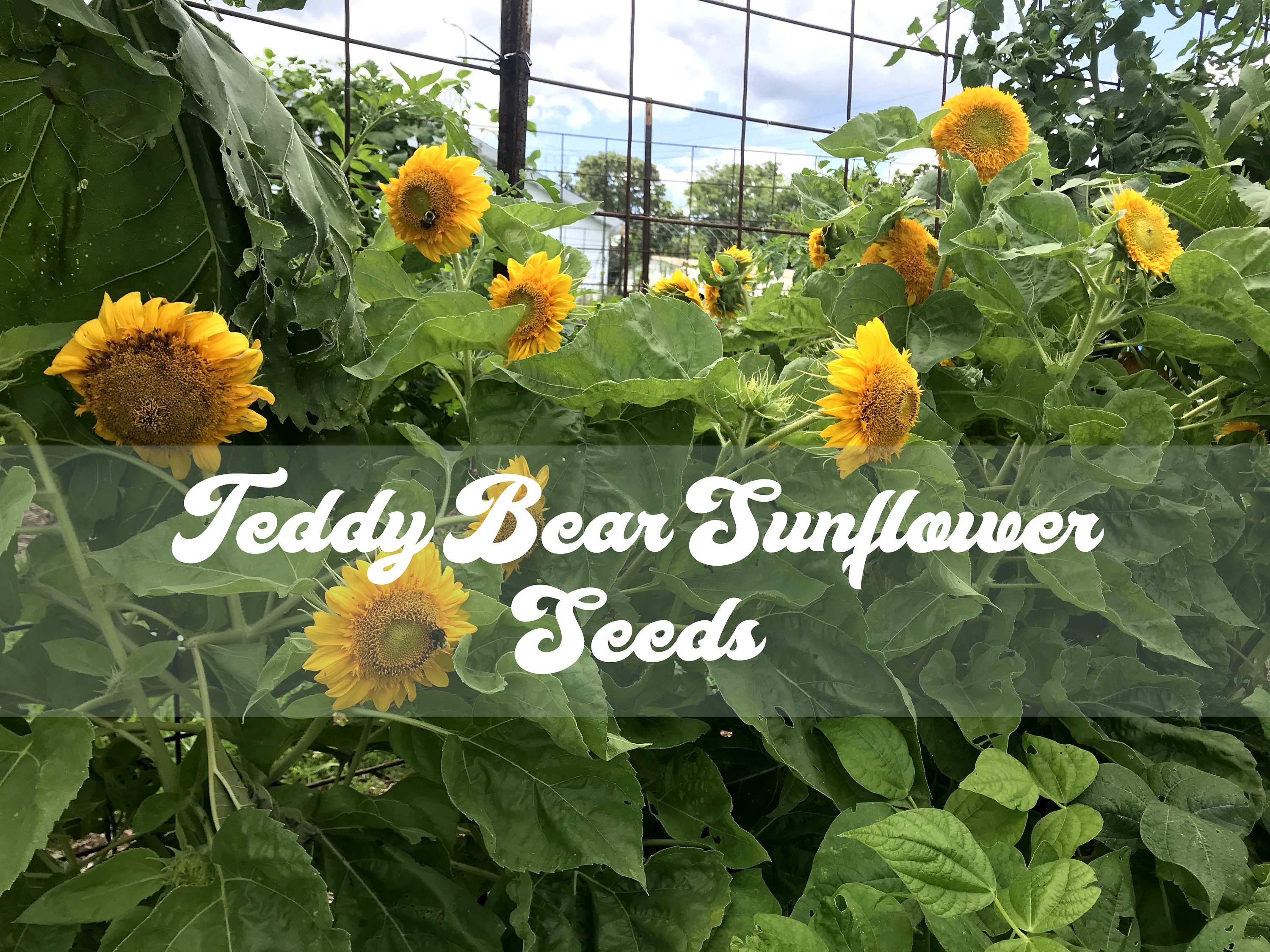 Teddy Bear Sunflower Seeds Etsy