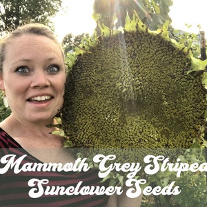 Mammoth Grey Striped Sunflower Seeds