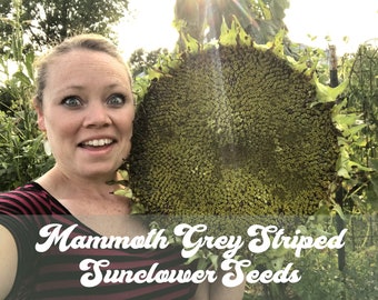 Mammoth Grey Striped Sunflower Seeds