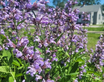 20+ Garden Sage Seeds Herb Gardening Kitchen Food Organic