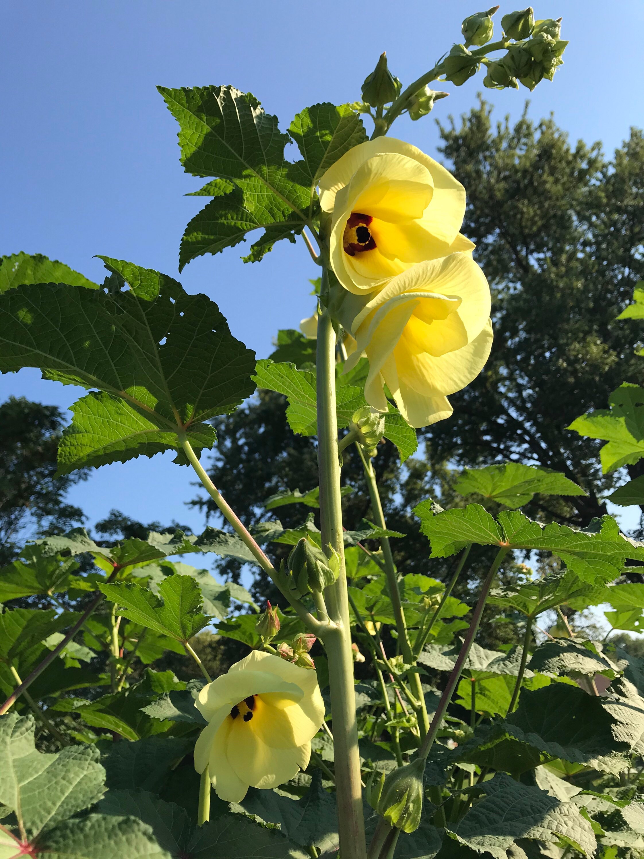 2022 Motherland Okra Seed Minimum of 20 Seeds Etsy