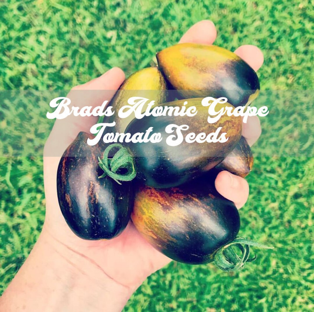 Brad's Atomic Grape Tomato Seeds From My 2021 Garden Etsy