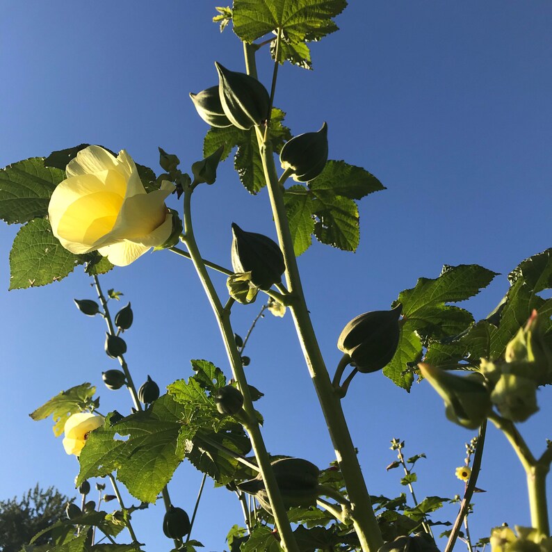 2022 Motherland Okra Seed Minimum of 20 Seeds Etsy