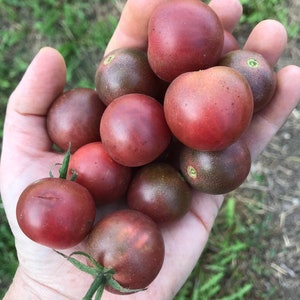 Black Cherry Tomato Seeds from my 2021 Garden