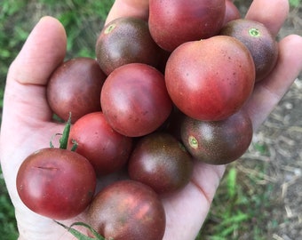 Black Cherry Tomato Seeds from my 2025 Garden