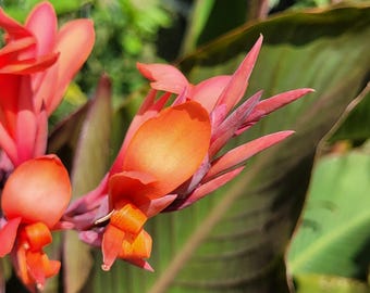 Red Canna Lily Bulb 1 - Variety Unknown - Produces Red Flowers and red foliage