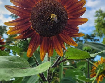 20+ Seeds 2024 Multifora Sunflower Multi-Branch Multi-Flowering Yellow Orange Red Auburn Tall