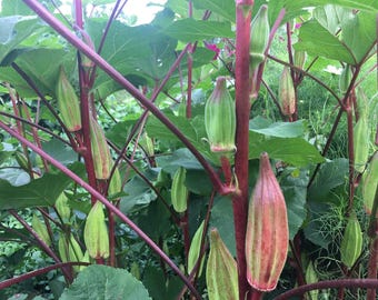 20+ Red Hill Country Okra Seeds Heirloom Open Pollinated