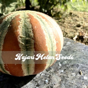 20+ Kajari Melon Seeds from 2025 Garden - Rare Indian Striped Honeydew Pocket Melon