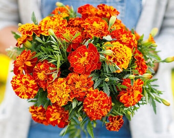 French Marigold Mix Seeds - minimum of 20 seeds - Produce Large 18" Plant with lots of 1.5" blooms