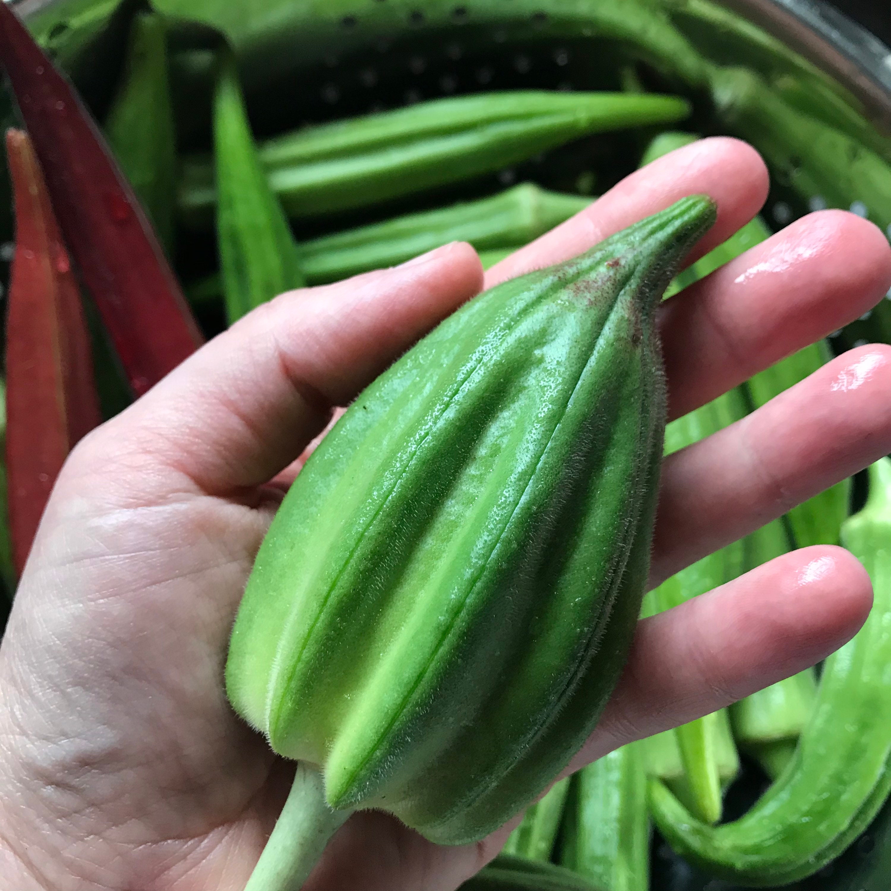 2022 Motherland Okra Seed Minimum of 20 Seeds Etsy