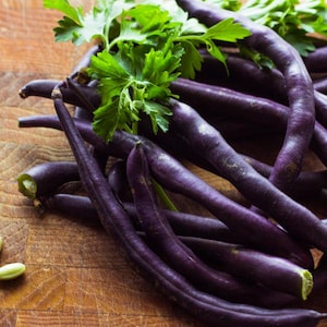 Plus de 20 haricots verts bourgogne royaux de type buisson héritage Maison Cuisine Jardin potager