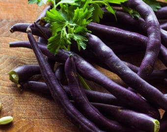 20+ Royal Burgundy Bush Type Green Beans Heirloom Home Kitchen Vegetable Garden
