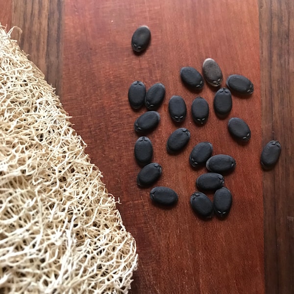 Luffa Gourd Seed pack of 20 from my 2022 garden season