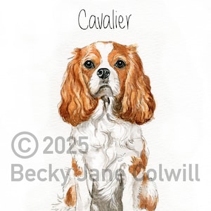 Unbekümmerte Haltung. Grußkarte mit einem Cavalier King Charles Spaniel, nach einer originalen Aquarell-Illustration.
