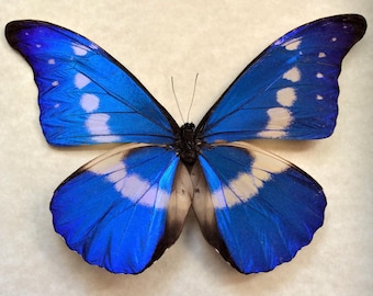 Real XL Metallic Blue Morpho Butterfly Framed Taxidermy - Morpho