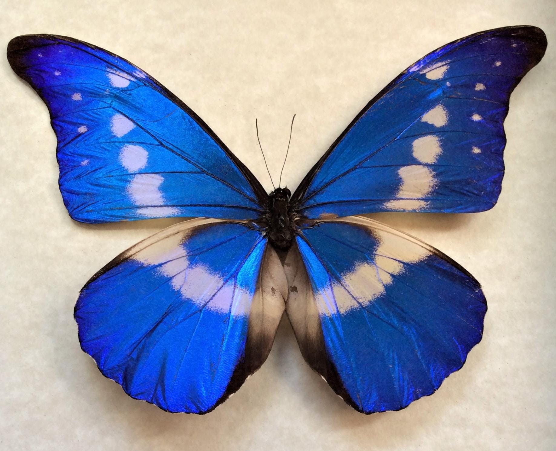 Morpho Helena - Etsy Canada